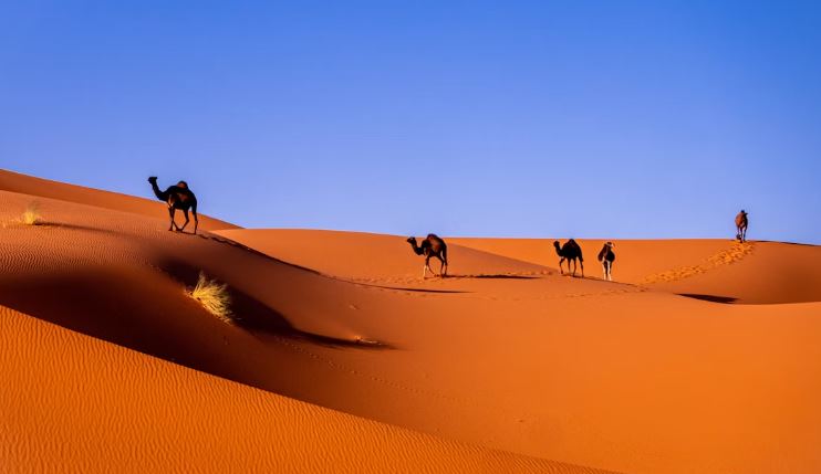 Western Sahara